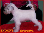 Snoopy Švarcava (Německo)